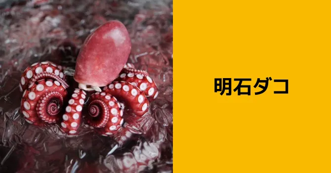 明石ダコ