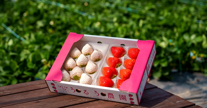 『うるう農園』とはファン参加型いちご開発プロジェクト